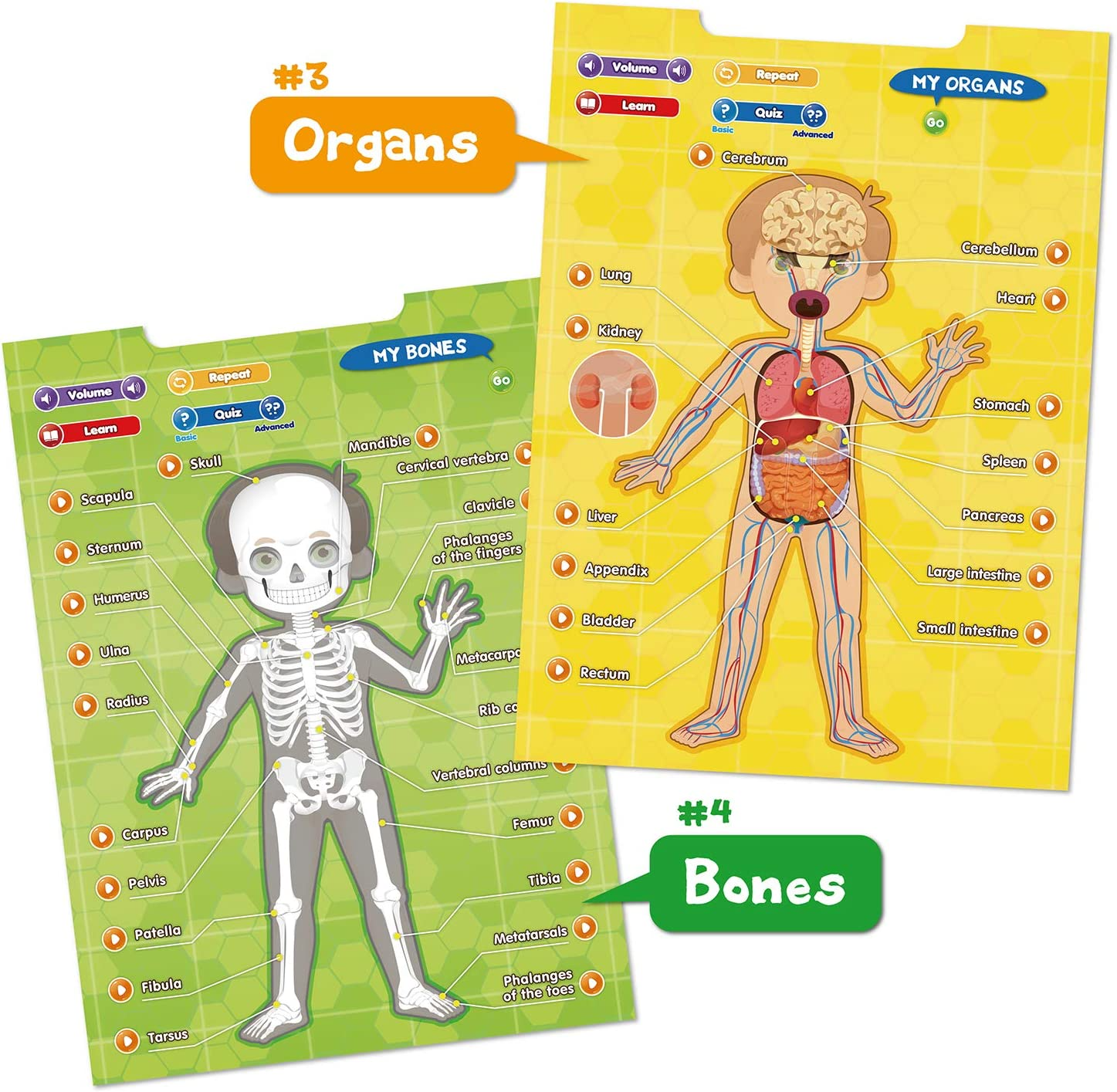 Jogo Educativo: Explore Anatomia com Diversão Interativa - spezialle -  Jogos Educativos - Magazine Luiza