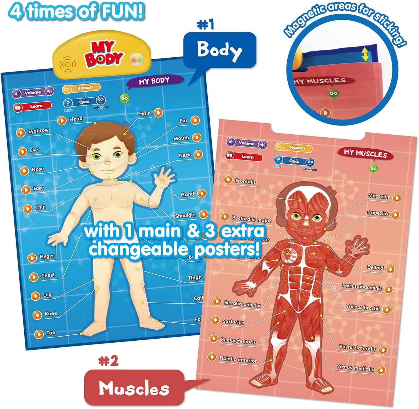 BEST LEARNING i-Poster My Body - Jogo Interativo Educacional de Anatomia Humana Falando Sistema de Brinquedo para Aprender Partes do Corpo, Órgãos, Músculos e Ossos para Crianças de 5 a 12 Anos